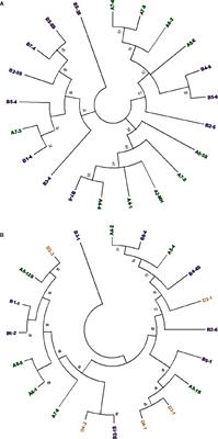 The Evolutionary Dynamics of a Novel Miniature Transposable Element in the Wheat Genome